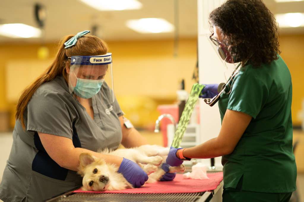 How to Become a Vet Tech and More About This Career