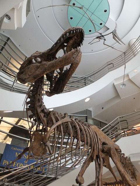 The Best Colleges for Paleontology