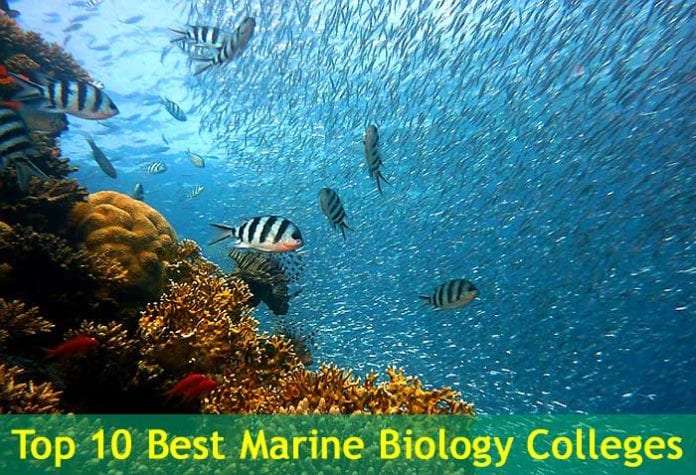 Top 10 Best Marine Biology Colleges in the USA