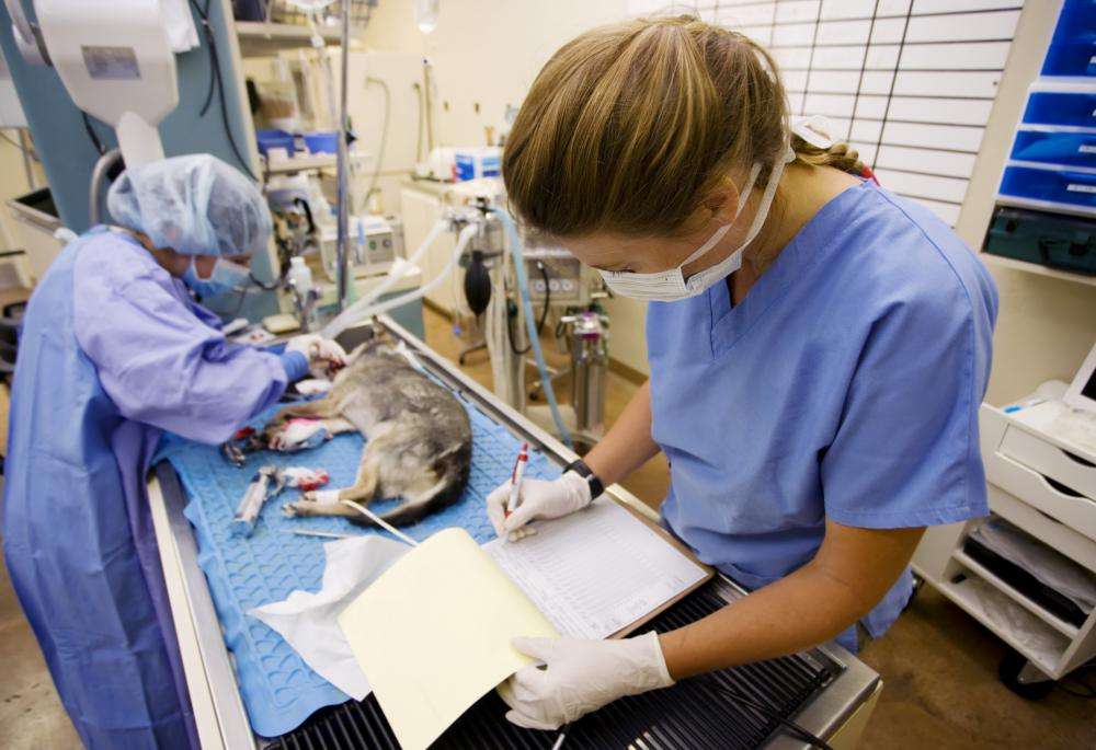 What are Some Different Careers in Veterinary Medicine?